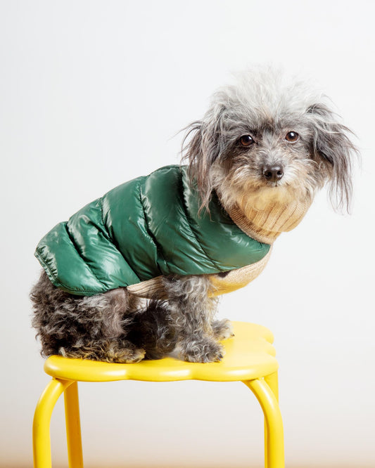 The Puffer Dog Sweater in Tan & Green